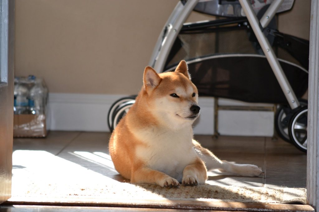 Kenji the best Shiba Inu ever